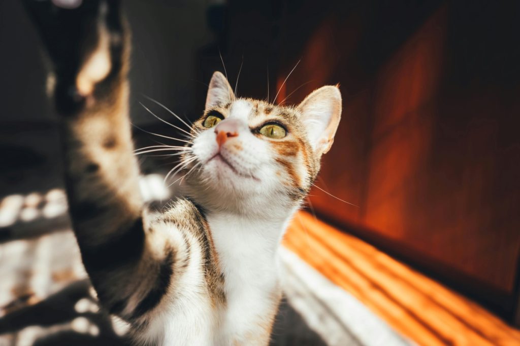 Veterinær avslører de fem kattene han aldri selv ville eie